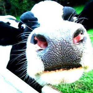 Meet your Posher, Jaci